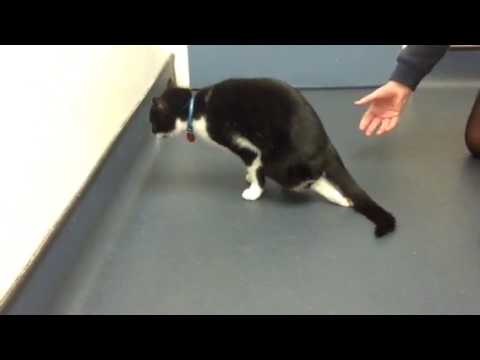 Cat with partial paresis / paralysis of the back legs
