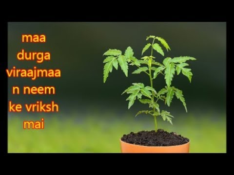 download lagu mp3 mp4 Neem Tree Puja, download lagu Neem Tree Puja gratis, unduh video klip Neem Tree Puja
