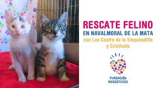 Rescate felino en Navalmoral de la Mata con Cristicats y Los Cuatro de la Empanadilla