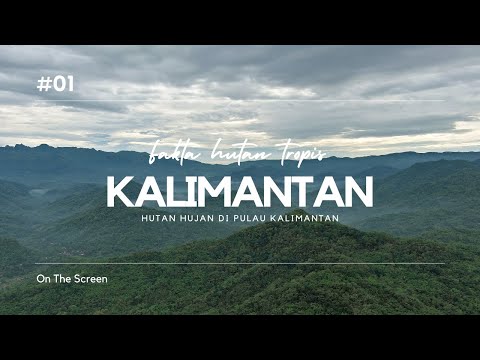 Fakta unik hutan hujan tropis, hutan hujan di pulau kalimantan indonesia