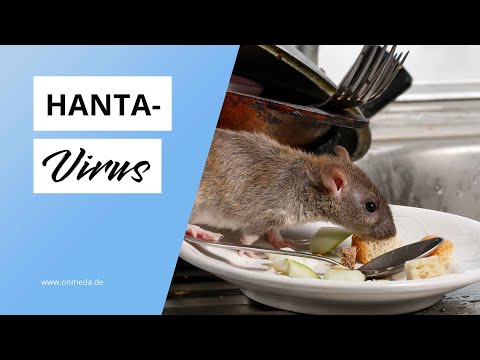 Hantavirus: Krank durch Mäusekot
