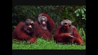 The Levellers - Just The One