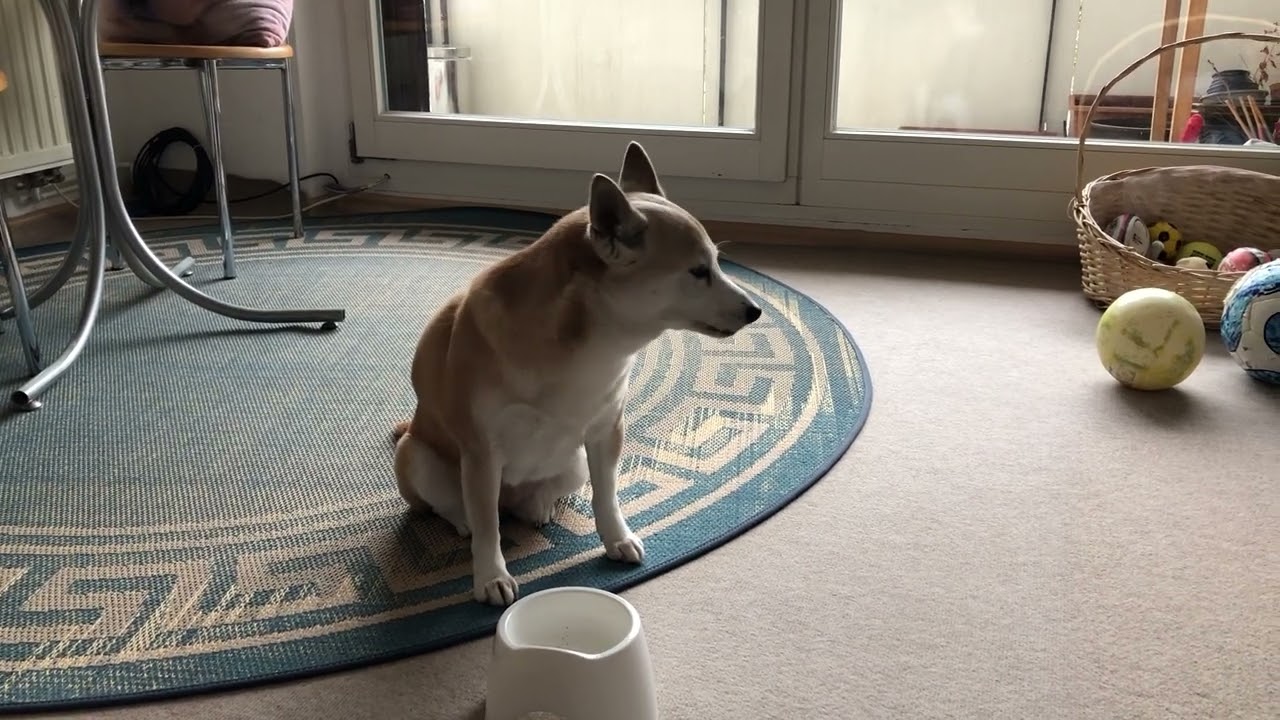何故か急に鳴き始める柴犬