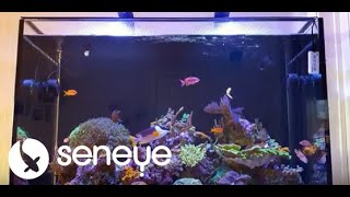 Why Seneye?