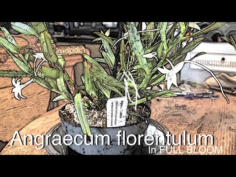 ORCHID SPOTLIGHT ANGRAECUM FLORENTULUM FRAGRANT IN FULL BLOOM