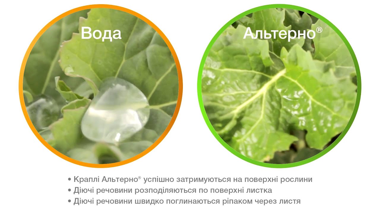 Альтерно — системний фунгіцид для ріпаку