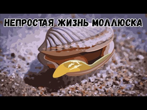 , title : 'Двустворчатый моллюск'