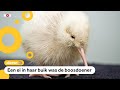 Zeldzame witte kiwi overleden na operatie