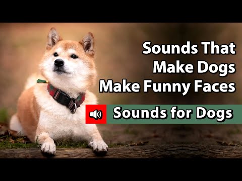 Your Dogs Tilt Their Head Left &amp; Right? Barking? Jumping?