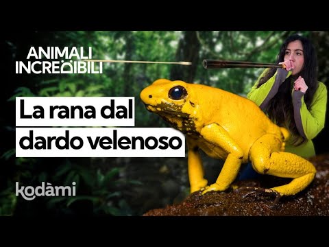 Who is the poison dart frog and how lethal is the venom of this small colorful amphibian?