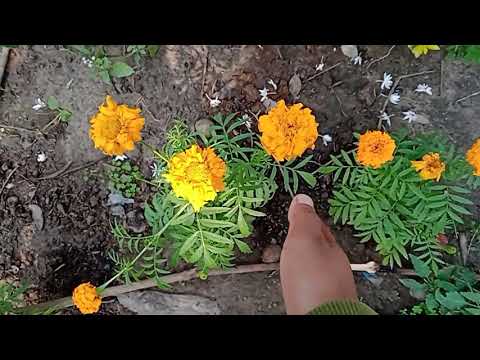 season flower. summer winter flower ||my online seeds plants review ||Nabanita's Gardening