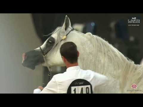 N.149 ECHO ANASTAZJA - GCAT Riyadh 2025 - Senior Mares 4-6 Years Old (Class 7)