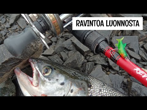 MUSTIKKAA, MAJAVA JA MERILOHI - YHDEN ILLAN KALASTUS- JA MARJASTUSREISSU - ORKA MIKROJIGIT