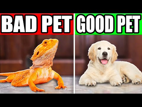 Is a Reptile a Good Pet?