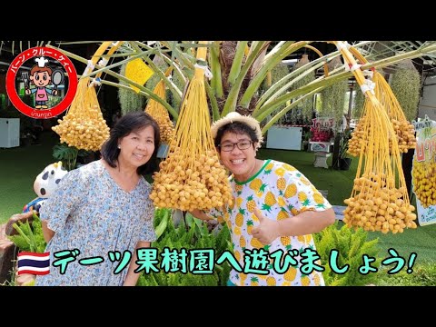 園芸 メコンナツメヤシ、ドワーフナツメヤシ