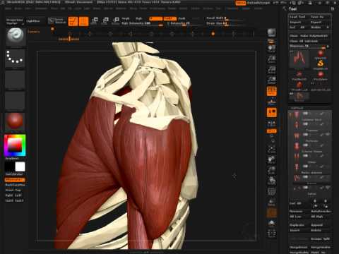 Anatomy Figure In ZBrush 4R2b