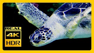 Relaxing Aquarium The Best 4K HDR Sea Animals Videos for Meditation RELAXING MUSIC 4K TV Screensaver
