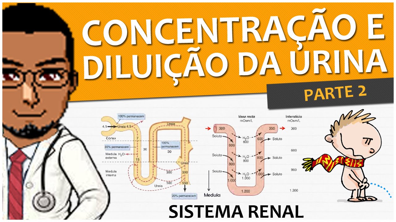 Sistema Renal/Urinário/Excretor 11 - Concentração e diluição da urina - parte 2 - vídeo-aula