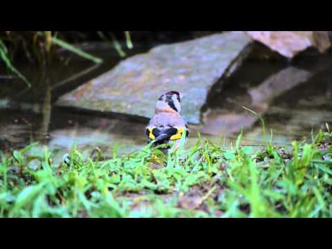 Carduelis carduelis - Jilguero - Karnaba