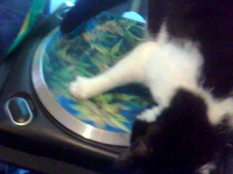 Gizmo Turntable Terrorist!!!!