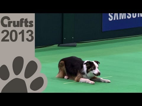 Obedience Dog Championships - Day 3 - Crufts 2013 (Alison Grestty and Double Jeopardy)