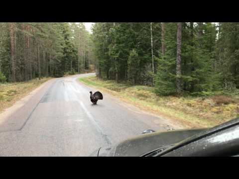 Sydved: tjäderspel i vägkanten