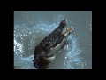 Really Wild Animals Adventures In Asia Roughouse Instrumental