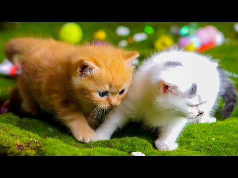 Cat meowing video - Kittens calling for mother - Cats playing with Dogs, rabbits, ducks, horses