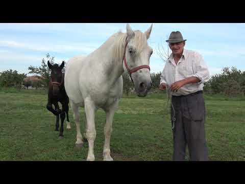 Iapa lui Aurel de la Cebza, Timis - 2022 Nou!!!