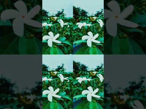 Flowers#flower style#short video#YouTube short#India#DIPANKAR IS ON