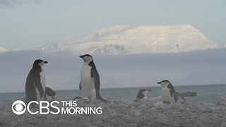 Penguin species in Antarctica hit hard by climate change gameplay video by crystallee, 4:52 duration