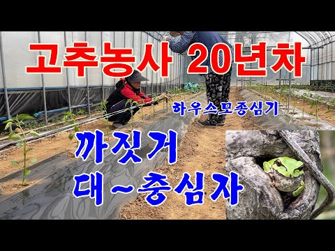 , title : '고추농사 20년차-고추모종심기(하우스)'