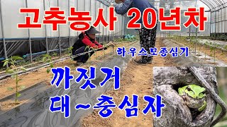고추농사 20년차-고추모종심기(하우스)