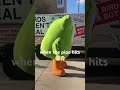 If Birds Aren T Real Where S This Gyatt Gonna Go Duolingo Memes
