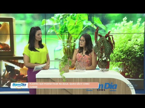 Plantas que podem ficar na água: Quais são e como cuidar 08 08 2022