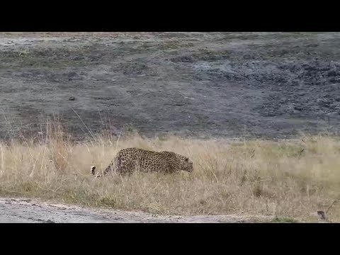 Djuma: Leopard-Hosana male going in to stalk mode then crosses over dam wall - 16:33 - 06/09/19