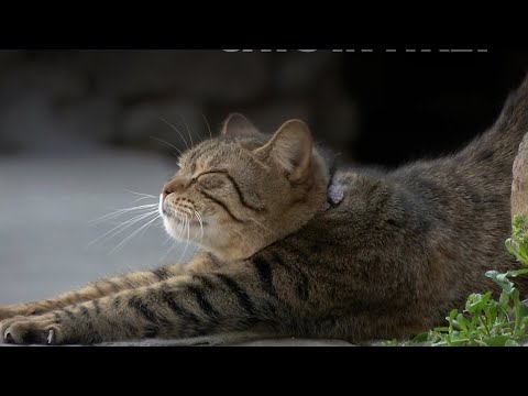 ヨーロッパの猫