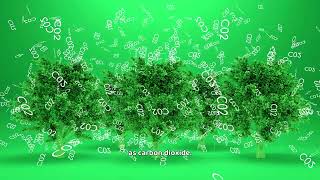 What is Afforestation  1