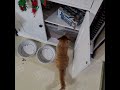 Hungry Orange Tabby Kitten