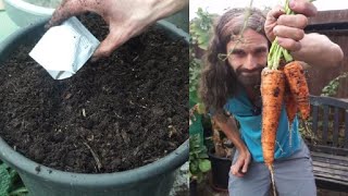 How to grow Carrots in containers. Sow to harvest