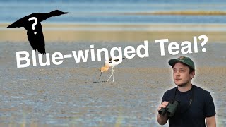 Can I Find a Blue-winged Teal While Birding at a Local Wetlands?