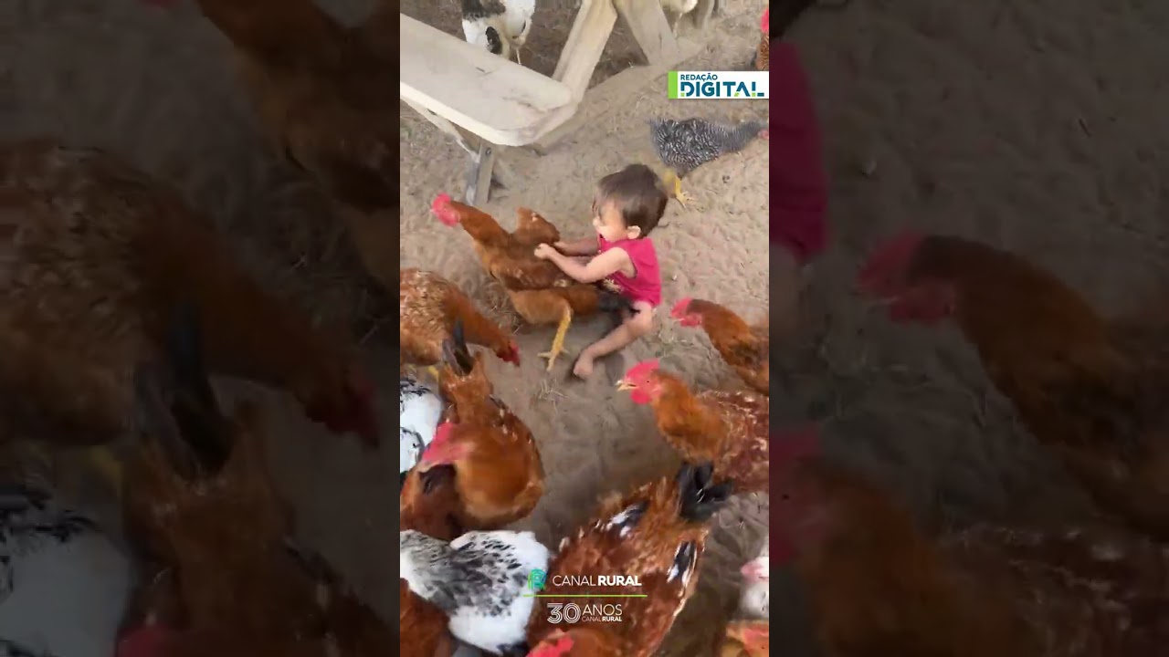 Bebê tenta pegar galinha no sítio e cena fofa viraliza