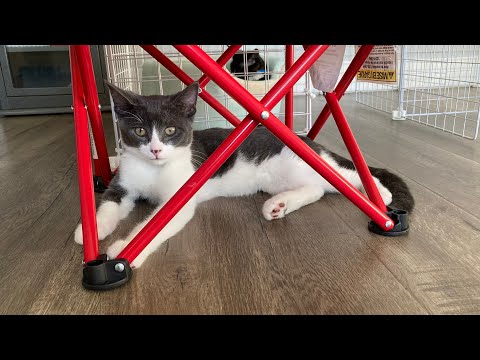 Chesley (10 Cats & Kittens) @ Foster Home