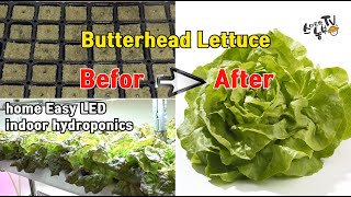 수경재배 상추 성장과정 at home Easy LED indoor hydroponics method Xà l…