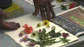 Pressing Plants - A Simple Way to Dry Flowers