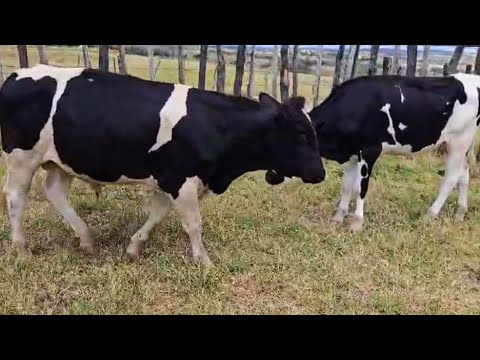 Casal de Holandês a venda; Fazenda Ouro Verde; Lagoa do Ouro-PE