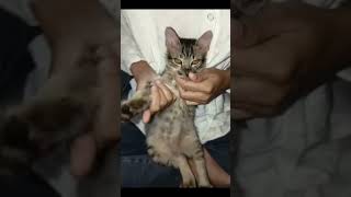 Download lagu Cingu joget kicau mania 🤣🤣 #kicaumania #kucing #kucinglucu #catlovers #cats mp3 Download lagu Cingu joget kicau mania 🤣🤣 #kicaumania #kucing #kucinglucu #catlovers #cats mp3