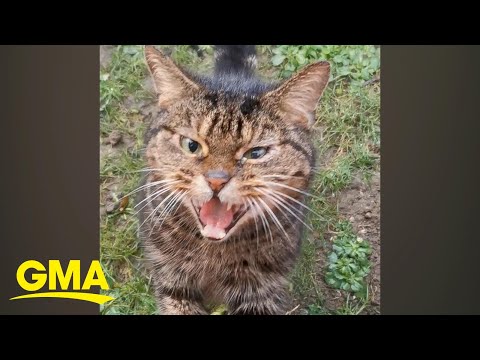 Angry stray cat goes viral after woman documents ... - YouTube