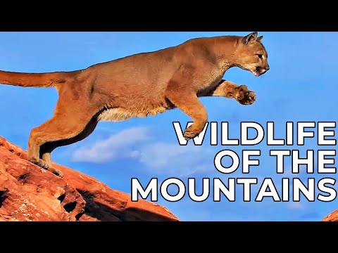 The American Mountains