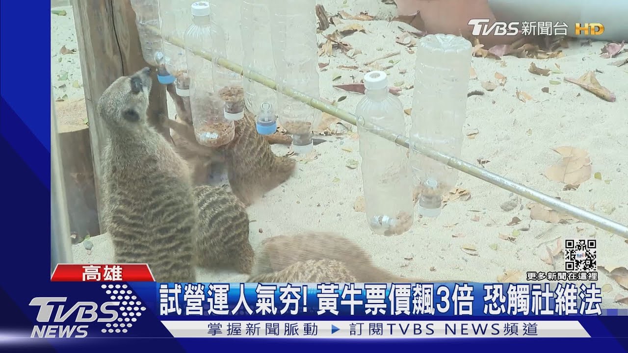 壽山動物園重新開園!試營運限人數 黃牛票價飆3倍